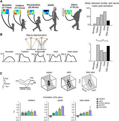 Unraveling age-related impairment of the neuromuscular system: exploring biomechanical and neurophysiological perspectives